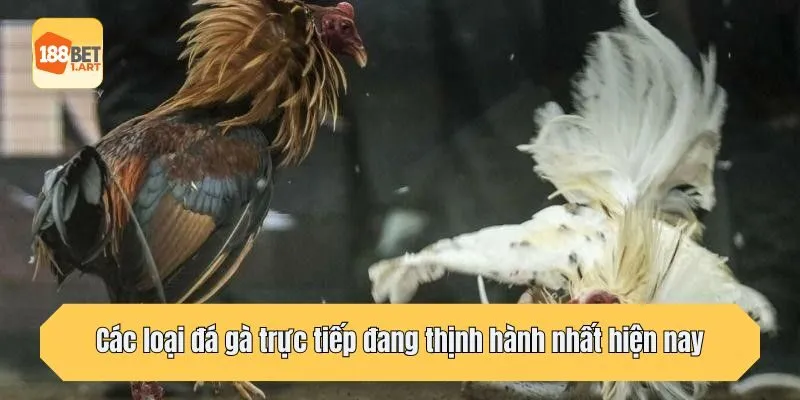 Các loại đá gà trực tiếp đang thịnh hành nhất hiện nay