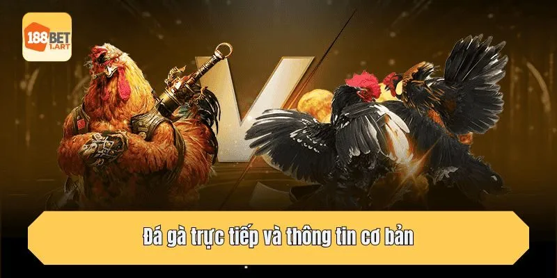 Đá gà trực tiếp và thông tin cơ bản