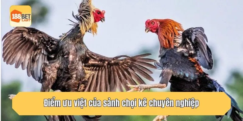 Điểm ưu việt của sảnh chọi kê chuyên nghiệp