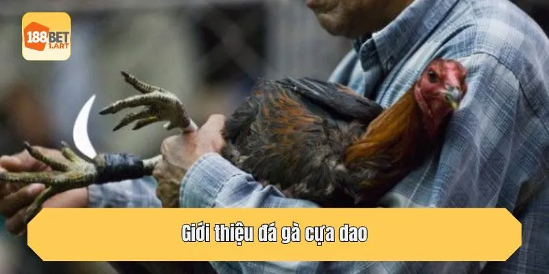 Giới thiệu đá gà cựa dao