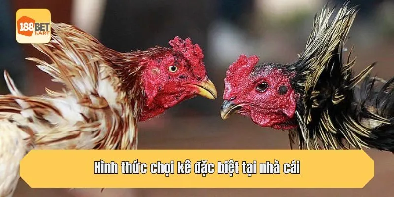 Hình thức chọi kê đặc biệt tại nhà cái