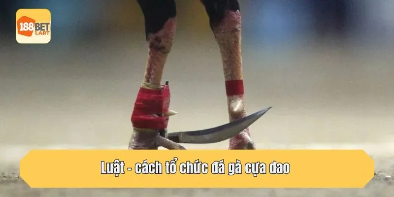 Luật – cách tổ chức đá gà cựa dao 