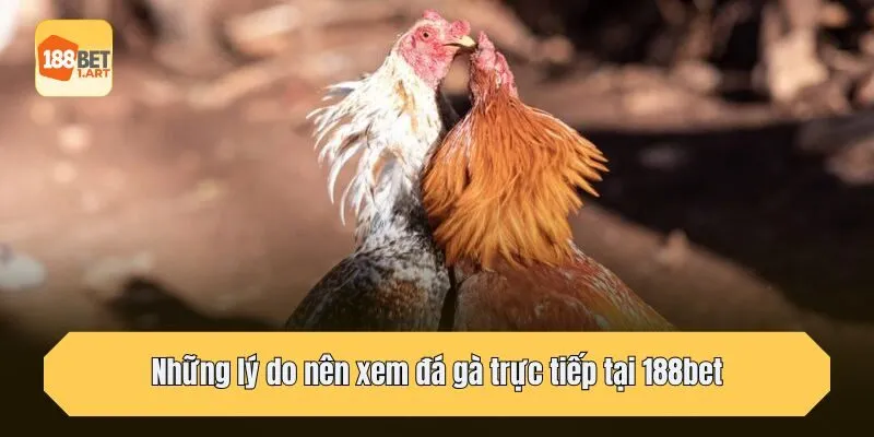 Những lý do nên xem đá gà trực tiếp tại 188bet