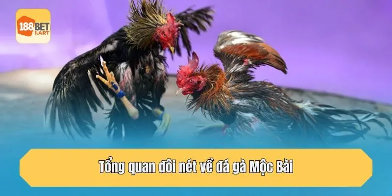 Tổng quan đôi nét về đá gà Mộc Bài