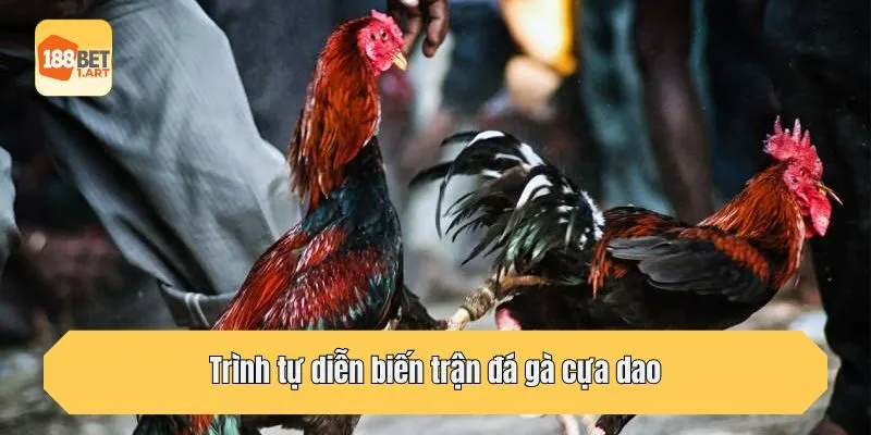 Trình tự diễn biến trận đá gà cựa dao